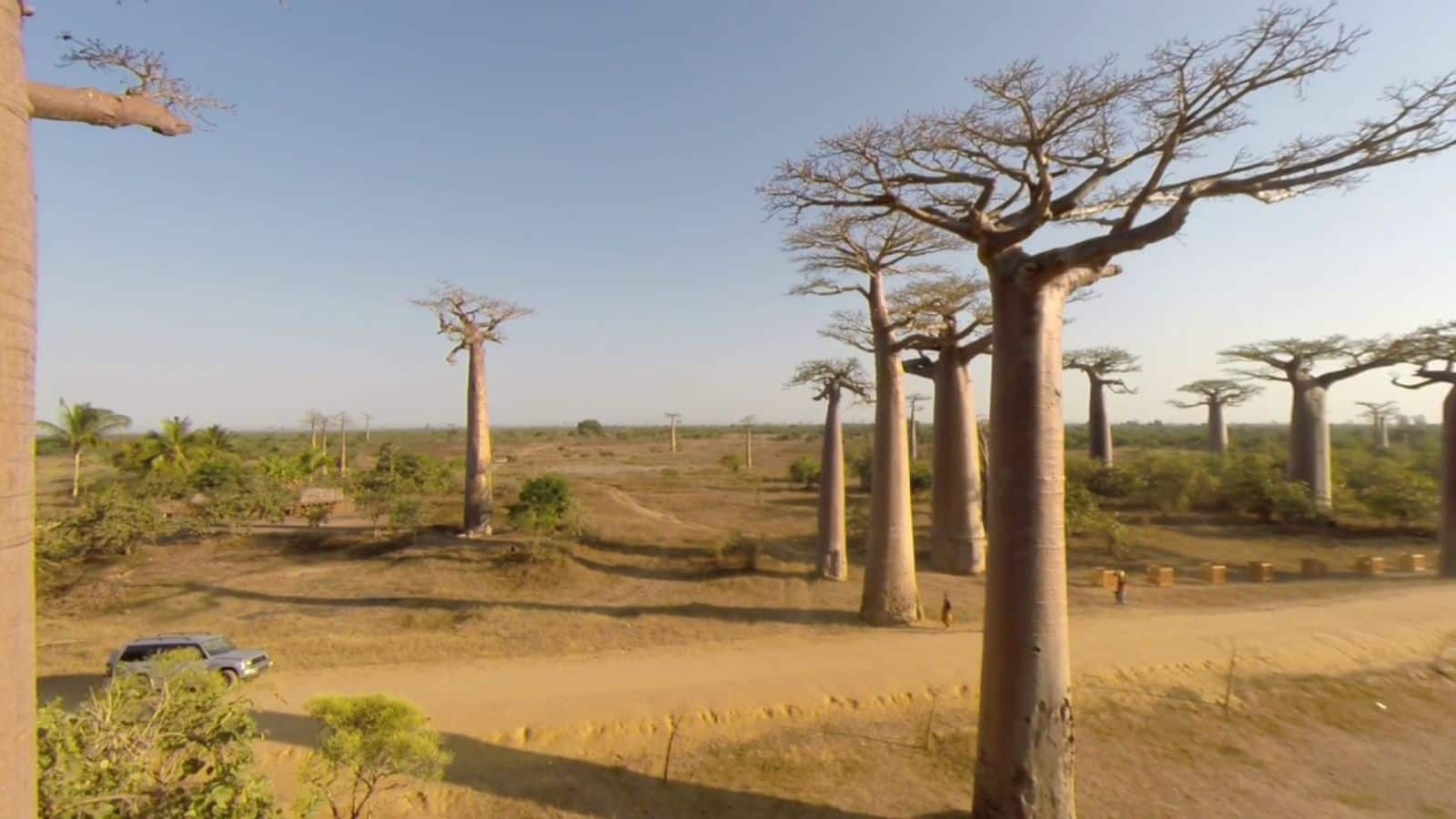 Menjelajahi Keajaiban Jalan Baobab, Madagaskar