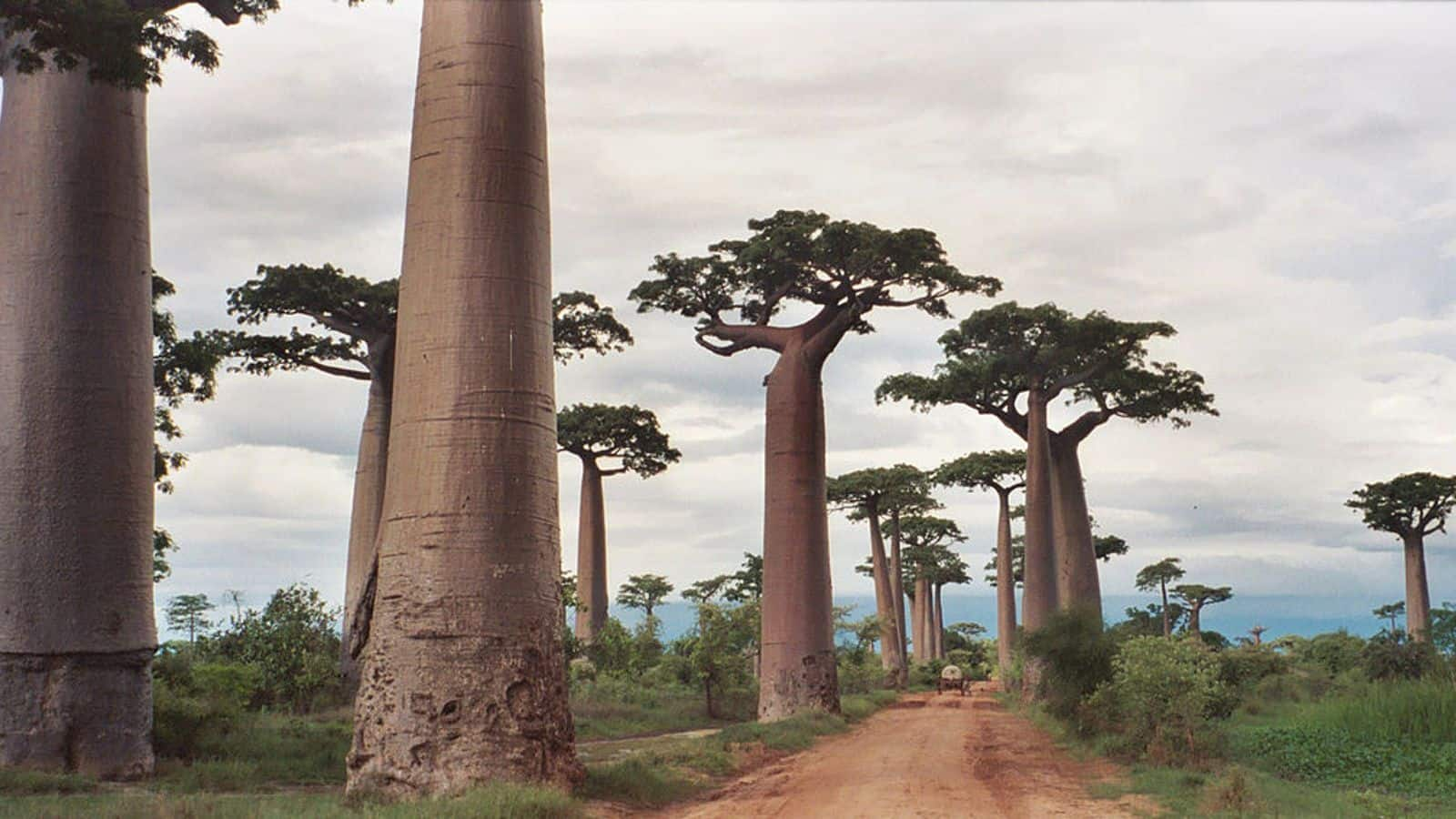 Menjelajahi keajaiban Avenue of the Baobabs, Madagaskar