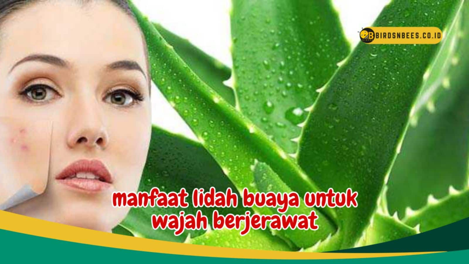 Kekuatan Ajaib Dari Lidah Buaya Untuk Hidrasi Kulit