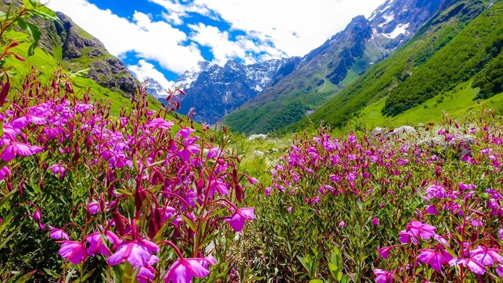 Menjelajahi Keindahan Taman Nasional Lembah Bunga, India