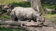 Lima Trik Unik dari Badak dalam Merawat Diri