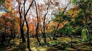 Menemukan Keindahan Taman-Taman Kyoto yang Jarang Diketahui