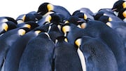 Cara Penguin Bertahan di Cuaca Ekstrem
