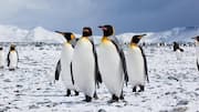 Habitat Penguin: Adaptasi terhadap Tantangan Iklim