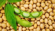 10 Kacang-kacangan untuk Hidangan Vegetarian Anda