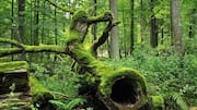 Bertualang di Hutan Bialowieza, Polandia