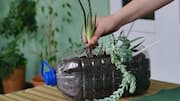 Pot inovatif dari barang rumah tangga daur ulang