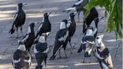 Rahasia Struktur Sosial Burung Magpie 