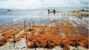 Negara Menggunakan Pertanian Alga untuk Mengurangi Emisi Karbon