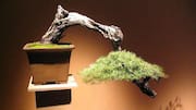 Kuasai Seni Bonsai dengan Lima Tips Ini