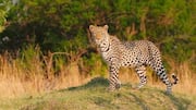Wilayah Macan Tutul: Mengungkap Jejak Rahasia