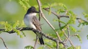 Strategi Cerdas Kingbird dalam Menghindari Predator