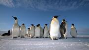 Mempelajari Penggunaan Unik Anggota Tubuh Penguin