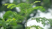 Energi Hijau Tak Terduga: Biopower Berbasis Moringa