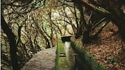 Jelajahi Keindahan Levada di Madeira, Portugal