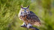 Mengungkap Rahasia Burung Hantu dalam Berburu di Habitat yang Beragam
