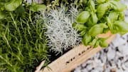 Menanam Herbal Aromatik di Balkon Anda