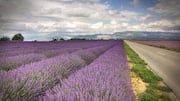 Menjelajahi Keindahan Ladang Lavender di Provence, Prancis