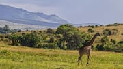 Menjelajahi Keajaiban Satwa Liar Ikonik di Maasai Mara