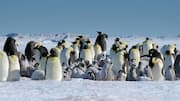 Memahami Cara Penguin Berkomunikasi dalam Koloni