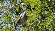 Memahami Kebiasaan Bertengger Pelikan di Berbagai Habitat