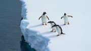 Adaptasi Penguin untuk Bertahan di Habitat yang Dingin