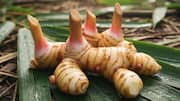 Menjelajahi Daya Tarik Herbal Bali dalam Berbagai Resep