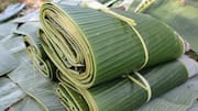 Menjelajahi Fakta Menarik tentang Daun Pisang