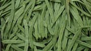 Peran Kacang Panjat dalam Pengendalian Hama Kebun