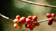 Cara Menanam Tanaman Kopi di Dalam Ruangan