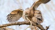 Mengungkap Fenomena Alam tentang Pelet Burung Hantu