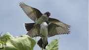 Lima Fakta Menarik tentang Ritual Kawin Burung Kingbird