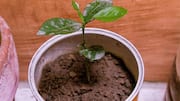 Mengubah barang dapur tak terpakai menjadi berguna