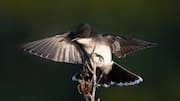 Mempelajari Teknik Berburu Kooperatif dari Kingbird 