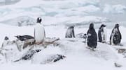 Cara Penguin Memanfaatkan Es untuk Menavigasi Lingkungan Sekitar
