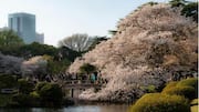 Festival Budaya Meriah di Tokyo, Jepang