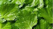 Lima Resep dengan Sentuhan Daun Shiso yang Wajib Dicoba