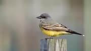 Menjelajahi Beragam Jenis Burung Kingbird di Amerika Utara