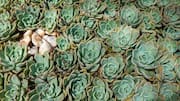 Berkebun Urban: Tips Menyebarkan Sukulen Tahan Banting
