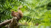 Kontribusi Tupai pada Ekosistem Hutan