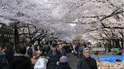 Menyaksikan Sakura dan Mengunjungi Taman Budaya Jepang