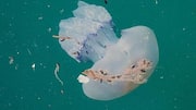 Dampak Mikroplastik pada Kehidupan Laut