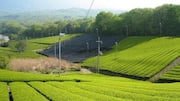 Kebun Teh Abadi Di Kyoto: 5 Lokasi Tenang yang Harus Dikunjungi