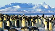 Mengungkap Vokalisasi Penguin dan Koordinasi dalam Kelompoknya