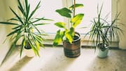 Perawatan tanaman hias dengan daun teh seduh