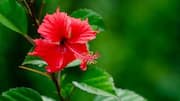 Manfaat Kelopak Bunga Hibiskus untuk Taman dan Masakan