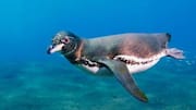 Keanekaragaman Spesies Penguin di Lokasi yang Tak Terduga