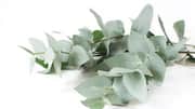 Penggunaan mengejutkan daun eucalyptus di rumah Anda