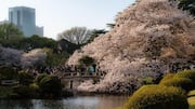 Menemukan Kedamaian di Taman Zen Tokyo