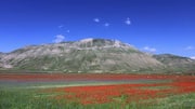 Keindahan Fioritura di Castelluccio, Italia